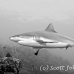 shark_greyreef_kk_h_0705_png1556_bw.jpg